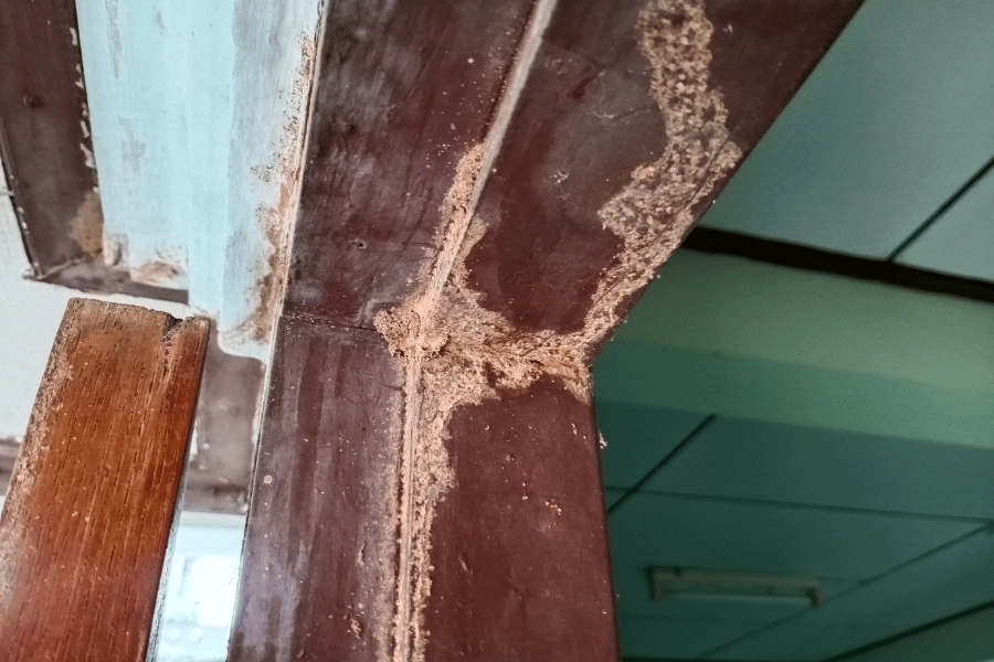 termite damage on a wood doorway at a home